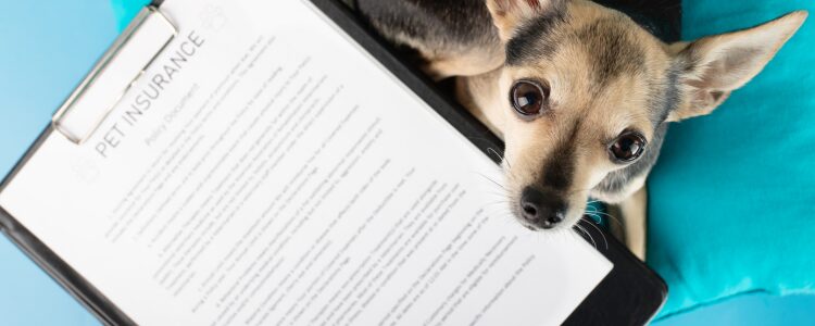 Military Pet Insurance